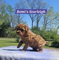 Starleigh, a female Poodle - Toy  for sale in Dickson, TN – Photo 5 of 7