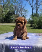 Starleigh, a female Poodle - Toy  for sale in Dickson, TN – Photo 3 of 7