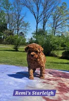 Starleigh, a female Poodle - Toy  for sale in Dickson, TN – Photo 4 of 7