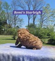Starleigh, a female Poodle - Toy  for sale in Dickson, TN – Photo 6 of 7