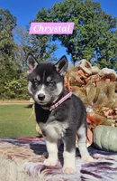 Chrystal , a female Siberian Husky for sale in Dickson, TN – 2 of 4