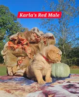 Karla’s Red Male, a male Golden Retriever for sale in Dickson, TN – 2 of 9