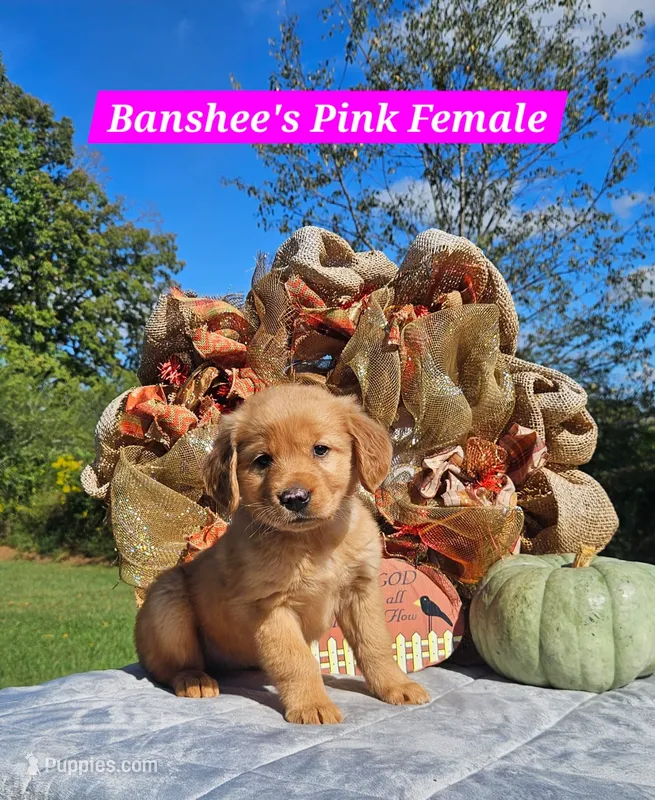 Banshee’s Pink Female – Golden Retriever puppy for sale in Dickson, TN