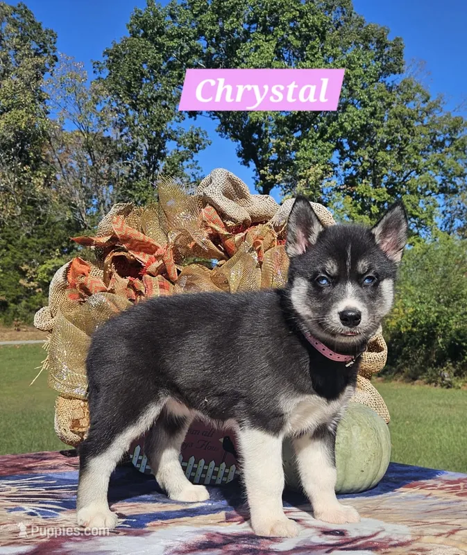 Chrystal  – Siberian Husky puppy for sale in Dickson, TN