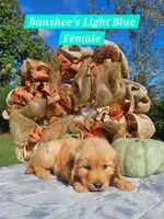 Banshee’s Light Blue Female, a female Golden Retriever for sale in Dickson, TN – 6 of 10