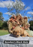 Banshee’s Black Male, a male Golden Retriever for sale in Dickson, TN – 4 of 10