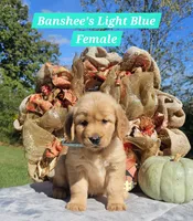 Banshee’s Light Blue Female, a female Golden Retriever for sale in Dickson, TN – 5 of 10
