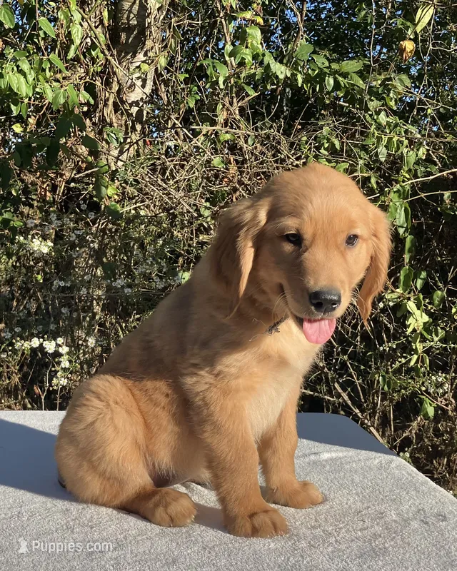 Banshee’s White, Female – Golden Retriever puppy for sale in Dickson, TN