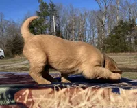 Black collar - male, a male Golden Retriever for sale in Dickson, TN – Photo 5 of 10