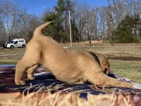 Black collar - male, a male Golden Retriever for sale in Dickson, TN – Photo 1 of 10