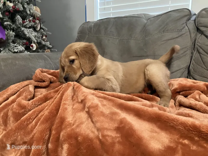 Black collar - male – Golden Retriever puppy for sale in Dickson, TN