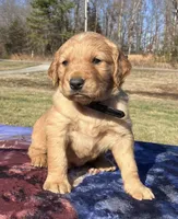 Black collar - male, a male Golden Retriever for sale in Dickson, TN – Photo 4 of 10