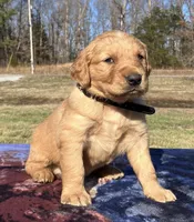 Black collar - male, a male Golden Retriever for sale in Dickson, TN – Photo 2 of 10