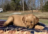 Black collar - male, a male Golden Retriever for sale in Dickson, TN – Photo 3 of 10