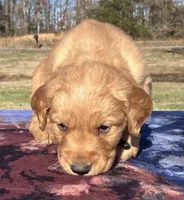 Black collar - male, a male Golden Retriever for sale in Dickson, TN – Photo 6 of 10