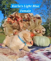 Karla’s Light Blue Female, a female Golden Retriever for sale in Dickson, TN – 5 of 9