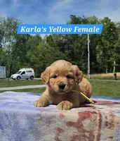 Karla’s Yellow Collar - Female, a female Golden Retriever for sale in Dickson, TN – Photo 4 of 8