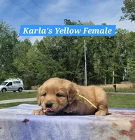 Karla’s Yellow Collar - Female, a female Golden Retriever for sale in Dickson, TN – Photo 3 of 8