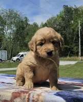 Karla’s Yellow Collar - Female, a female Golden Retriever for sale in Dickson, TN – Photo 1 of 8
