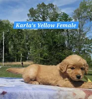 Karla’s Yellow Collar - Female, a female Golden Retriever for sale in Dickson, TN – Photo 2 of 8