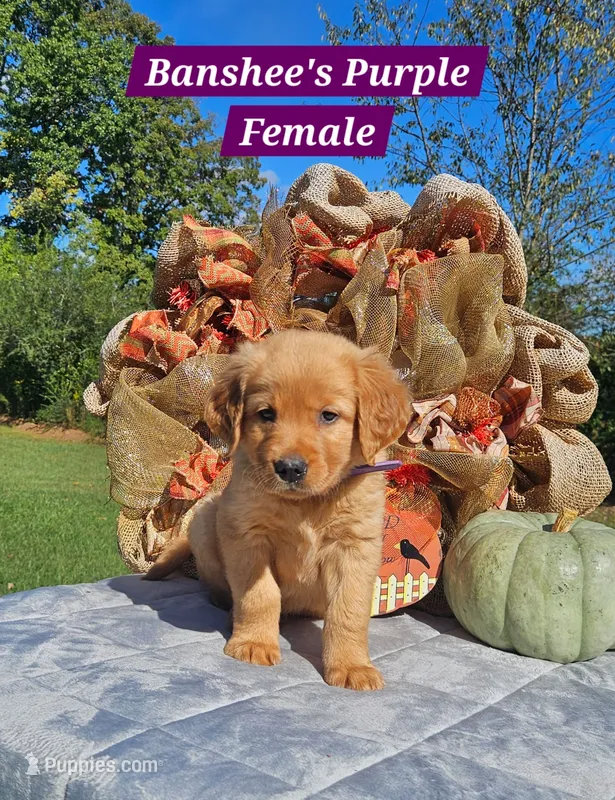 Banshee’s Purple Female – Golden Retriever puppy for sale in Dickson, TN