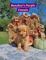 Banshee’s Purple Female, a female Golden Retriever for sale in Dickson, TN – 1 of 10