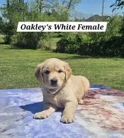 Oakley’s White - Female, a female Golden Retriever for sale in Dickson, TN – Photo 3 of 9