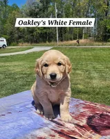 Oakley’s White - Female, a female Golden Retriever for sale in Dickson, TN – Photo 5 of 9