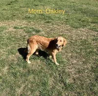 Oakley’s White - Female, a female Golden Retriever for sale in Dickson, TN – Photo 6 of 9
