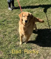 Oakley’s White - Female, a female Golden Retriever for sale in Dickson, TN – Photo 8 of 9