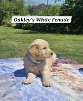Oakley’s White - Female, a female Golden Retriever for sale in Dickson, TN – Photo 4 of 9