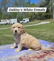 Oakley’s White - Female, a female Golden Retriever for sale in Dickson, TN – Photo 1 of 9