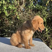 Winnie, a female Golden Retriever for sale in Dickson, TN – 3 of 10
