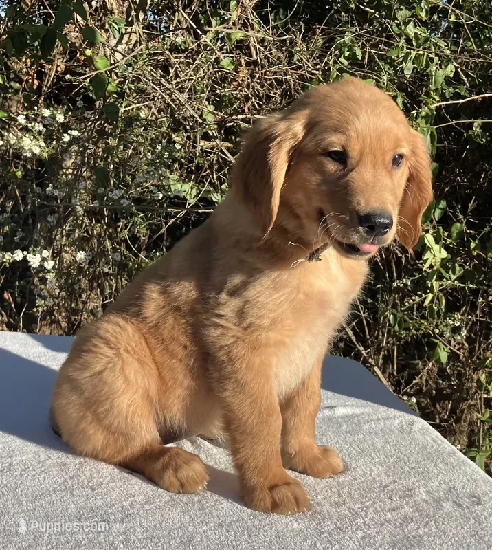 Winnie – Golden Retriever puppy on hold in Dickson, TN