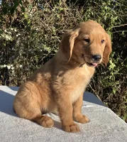 Winnie, a female Golden Retriever for sale in Dickson, TN – 5 of 10