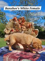Banshee’s White Female, a female Golden Retriever for sale in Dickson, TN – 8 of 10