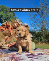 Karla’s Black, Male, a male Golden Retriever for sale in Dickson, TN – 3 of 7