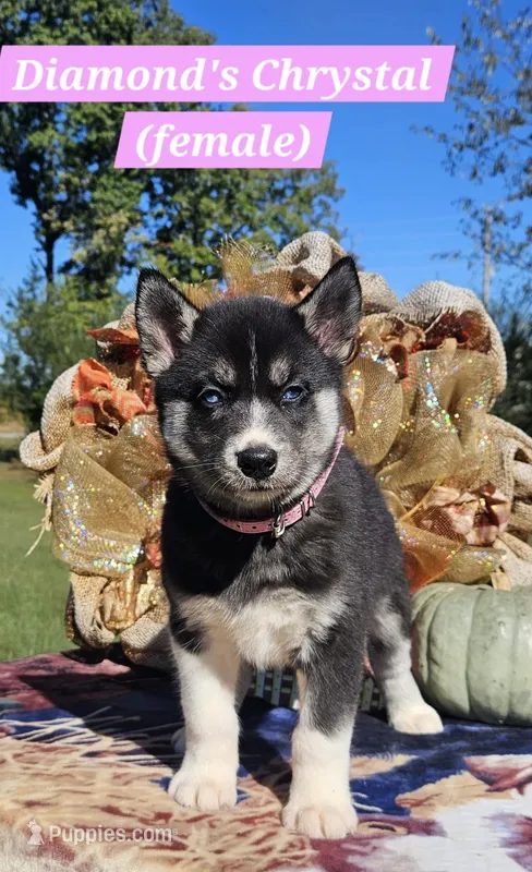 Chrystal  – Siberian Husky puppy for sale in Dickson, TN