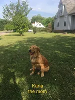Karla’s Red Male, a male Golden Retriever for sale in Dickson, TN – 6 of 9