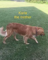 Karla’s Light Blue Female - Female, a female Golden Retriever for sale in Dickson, TN – Photo 7 of 10