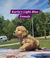 Karla’s Light Blue Female - Female, a female Golden Retriever for sale in Dickson, TN – Photo 2 of 10