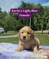 Karla’s Light Blue Female - Female, a female Golden Retriever for sale in Dickson, TN – Photo 4 of 10