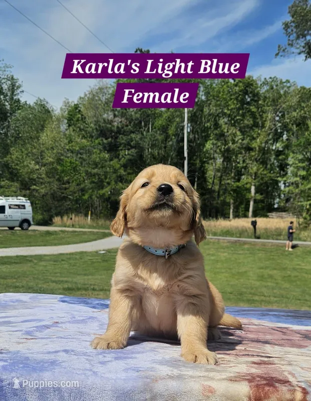 Karla’s Light Blue Female - Female – Golden Retriever puppy on hold in Dickson, TN