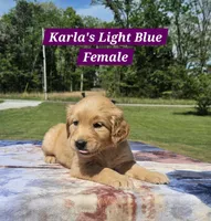 Karla’s Light Blue Female - Female, a female Golden Retriever for sale in Dickson, TN – Photo 6 of 10