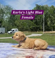 Karla’s Light Blue Female - Female, a female Golden Retriever for sale in Dickson, TN – Photo 5 of 10