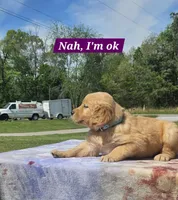 Karla’s Light Blue Female - Female, a female Golden Retriever for sale in Dickson, TN – Photo 3 of 10