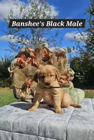 Banshee’s Black Male, a male Golden Retriever for sale in Dickson, TN – 7 of 10