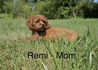 Rose, a female Poodle - Toy  for sale in Dickson, TN – 10 of 10