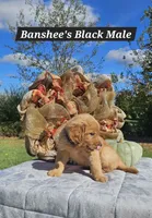 Banshee’s Black Male, a male Golden Retriever for sale in Dickson, TN – 8 of 10