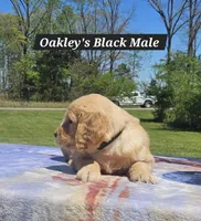 Oakley’s Black - Male, a male Golden Retriever for sale in Dickson, TN – Photo 2 of 8